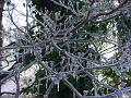 Winter Wonderland 6